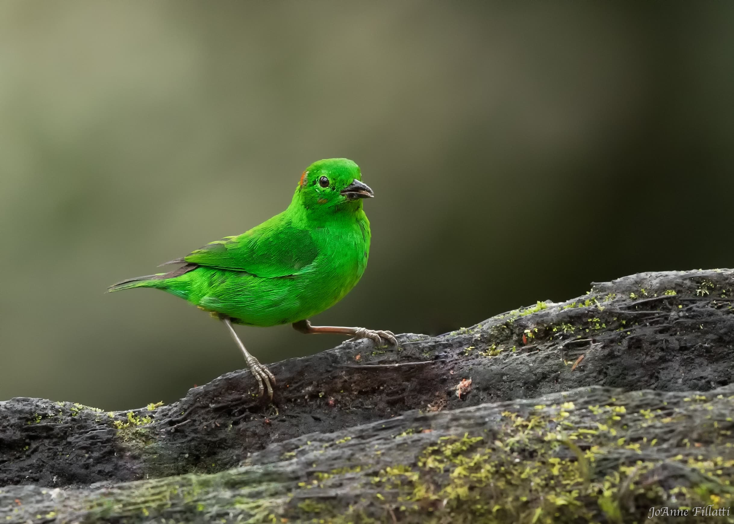 bird of ecuador image 30